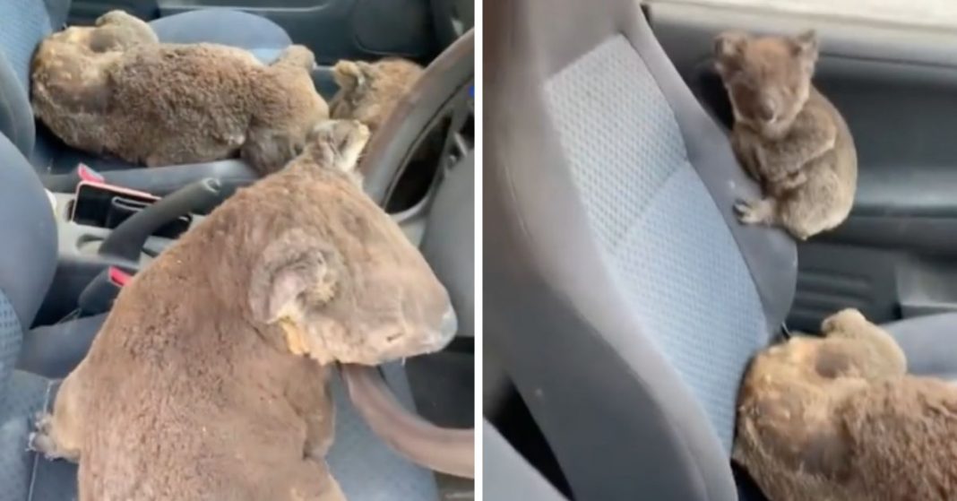 Jovens australianos salvam coalas ao colocá-los no carro