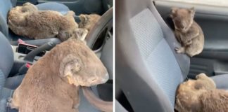 Jovens australianos salvam coalas ao colocá-los no carro