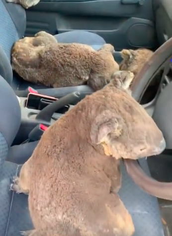 jovens salvam coalas ao coloca los no carro1 - Jovens australianos salvam coalas ao colocá-los no carro