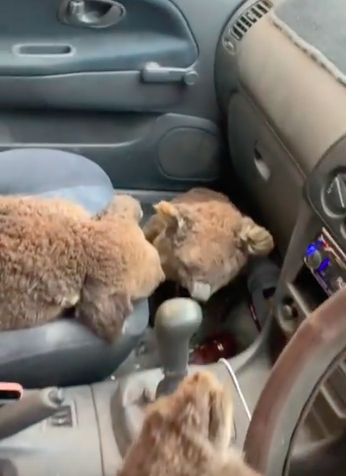 jovens salvam coalas ao coloca los no carro3 - Jovens australianos salvam coalas ao colocá-los no carro