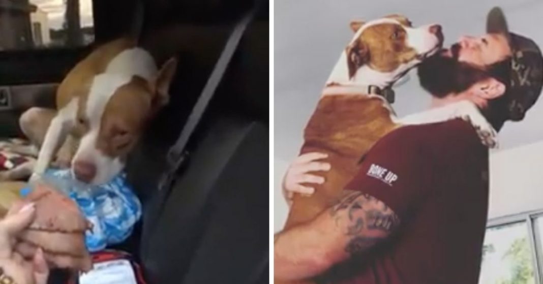 Pit Bull “invade” carro e pede para ser adotado. É de cortar o coração!