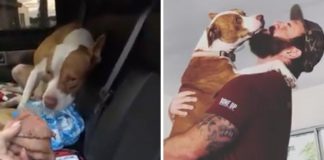 Pit Bull “invade” carro e pede para ser adotado. É de cortar o coração!