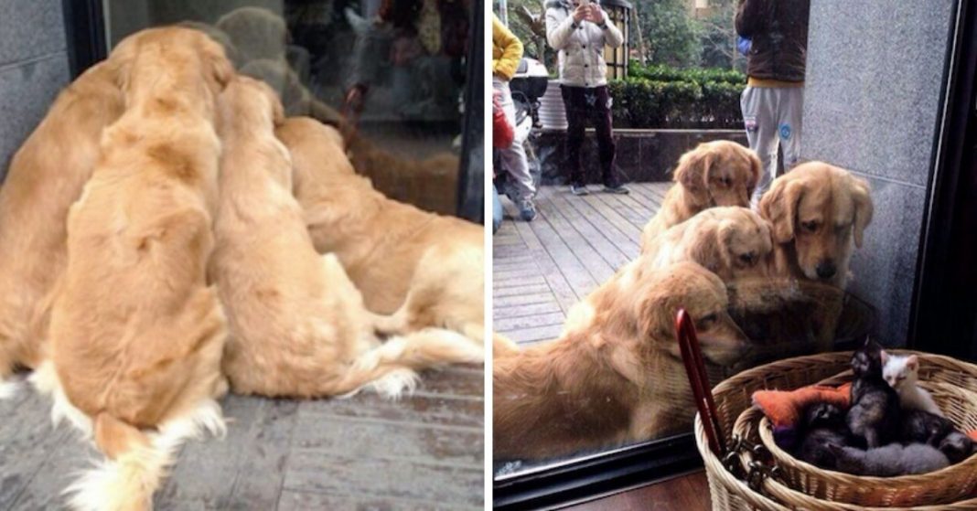 13 fotos que provam que os Golden Retrievers são dos melhores cachorros de sempre