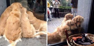 13 fotos que provam que os Golden Retrievers são dos melhores cachorros de sempre