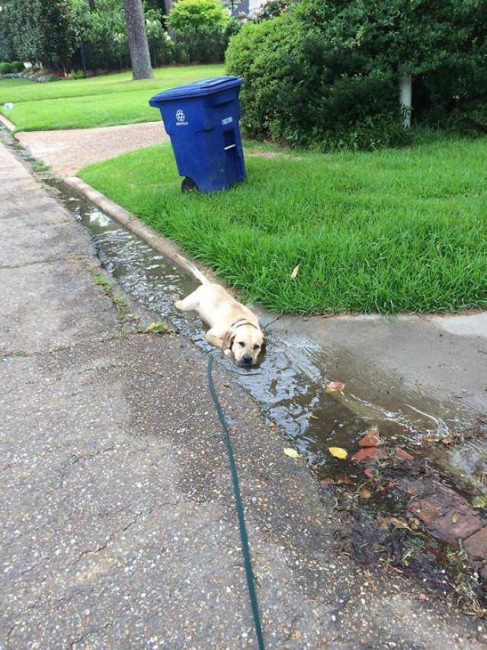 homemnapratica.com - 13 fotos que provam que os Golden Retrievers são dos melhores cachorros de sempre