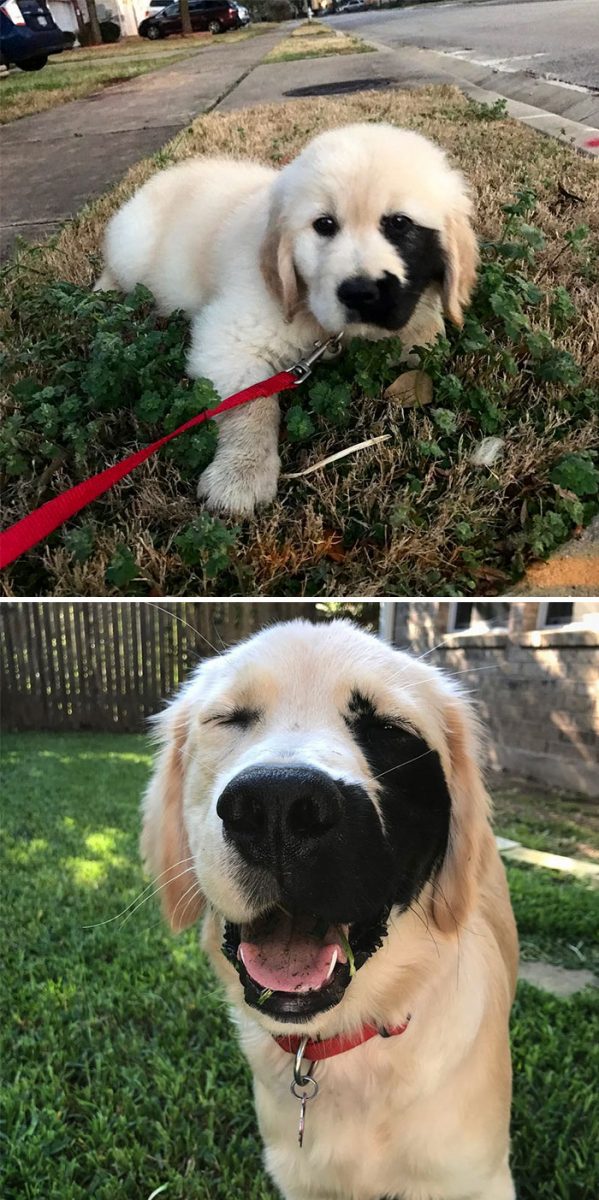 homemnapratica.com - 13 fotos que provam que os Golden Retrievers são dos melhores cachorros de sempre