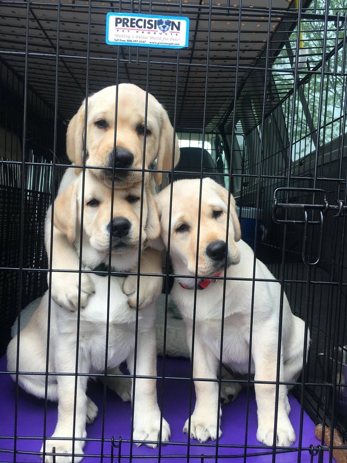 homemnapratica.com - 13 fotos que provam que os Golden Retrievers são dos melhores cachorros de sempre