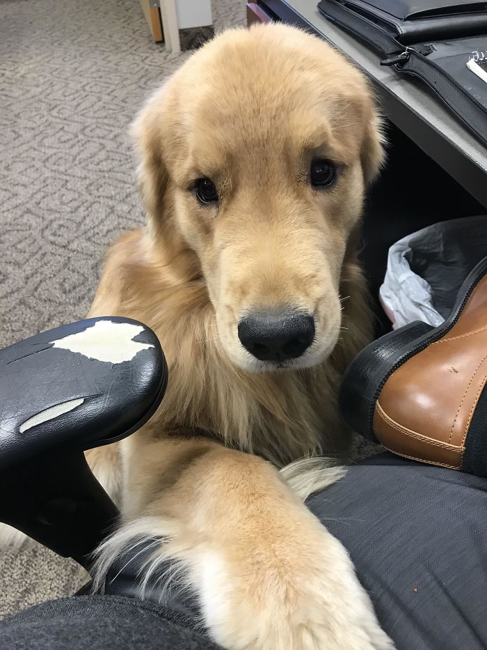 homemnapratica.com - 13 fotos que provam que os Golden Retrievers são dos melhores cachorros de sempre