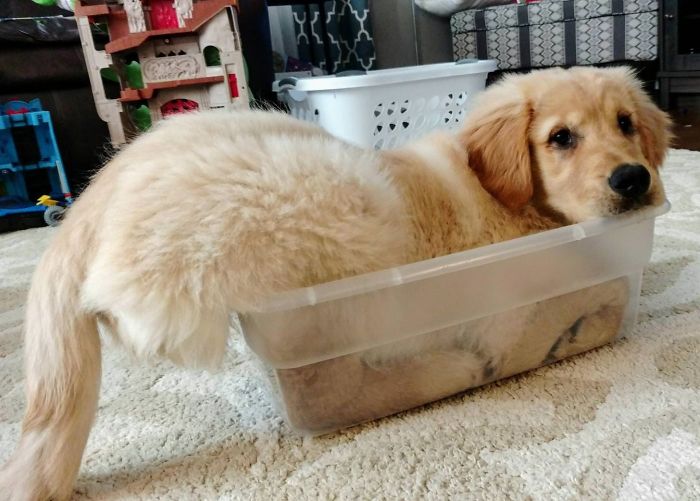 homemnapratica.com - 13 fotos que provam que os Golden Retrievers são dos melhores cachorros de sempre