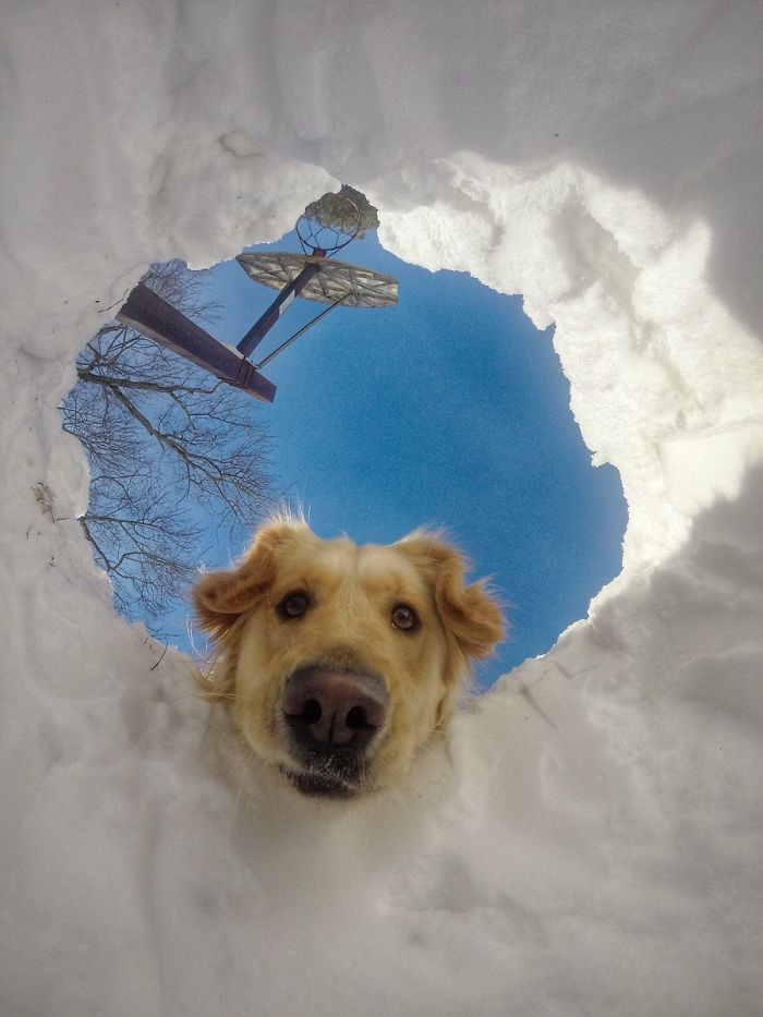 homemnapratica.com - 13 fotos que provam que os Golden Retrievers são dos melhores cachorros de sempre