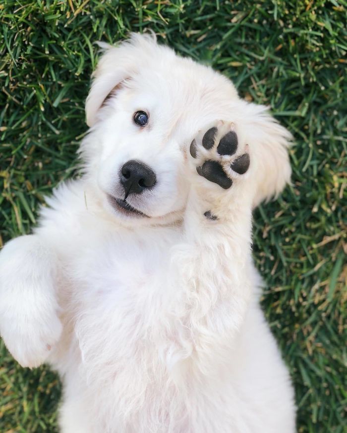 homemnapratica.com - 13 fotos que provam que os Golden Retrievers são dos melhores cachorros de sempre