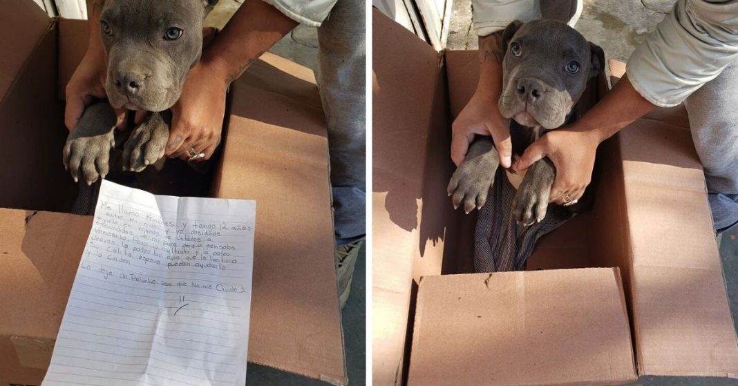 Menino deixa cachorro em abrigo para o proteger do pai