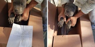 Menino deixa cachorro em abrigo para o proteger do pai