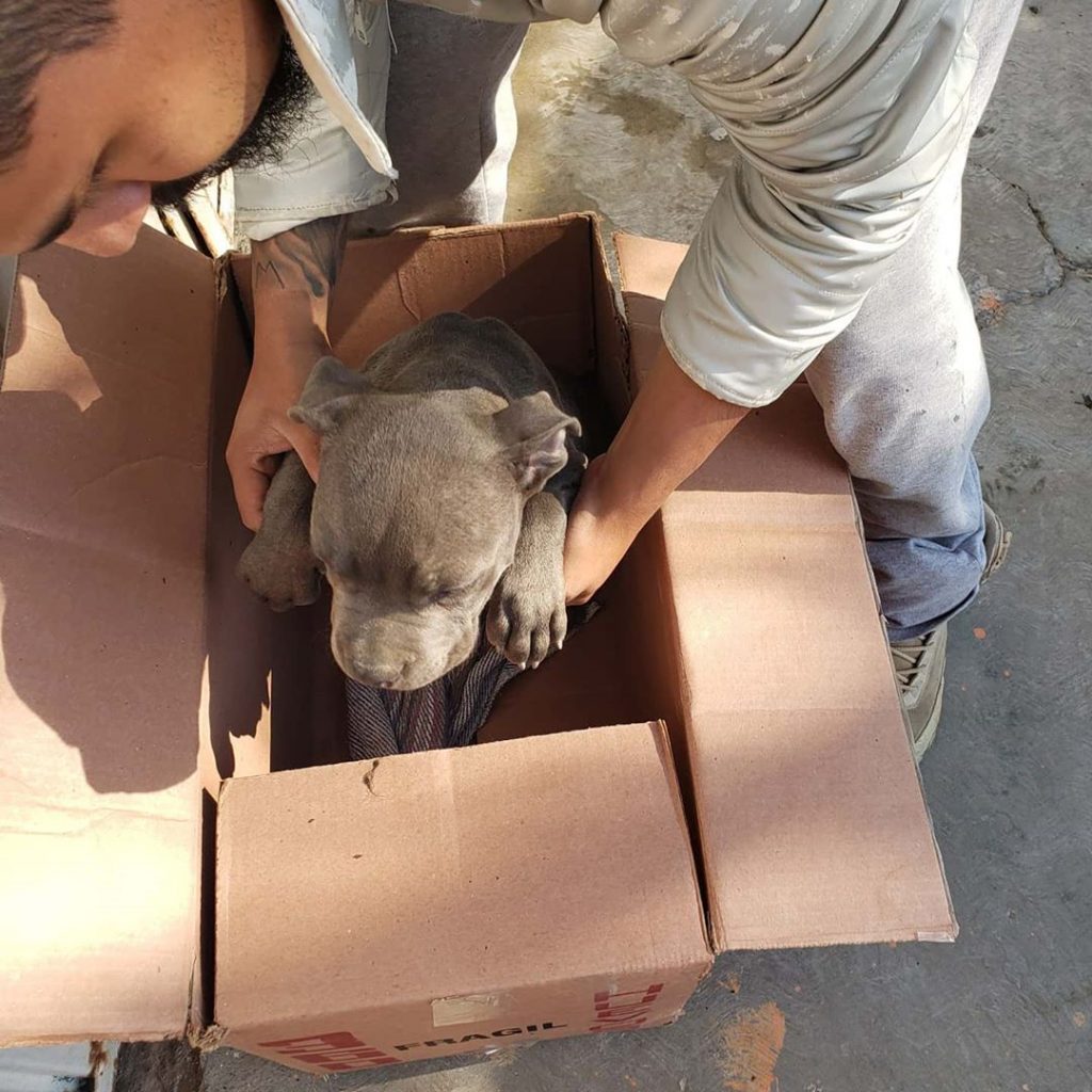 homemnapratica.com - Menino deixa cachorro em abrigo para o proteger do pai