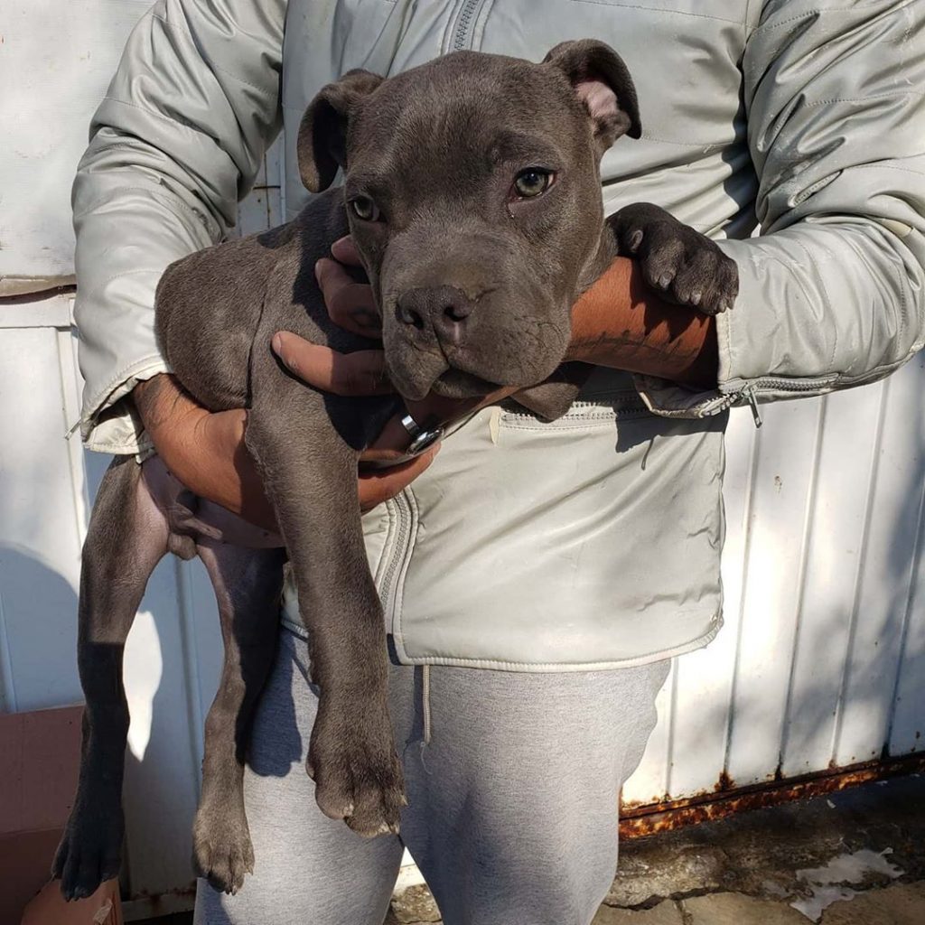 homemnapratica.com - Menino deixa cachorro em abrigo para o proteger do pai