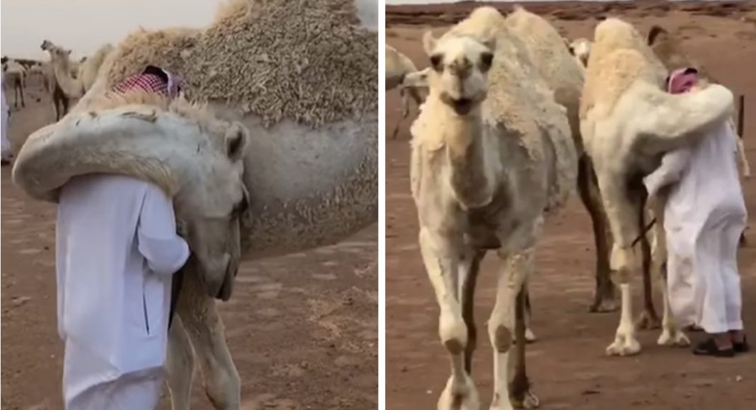 Após morte do filho, seu camelo o confortou com um grande abraço.