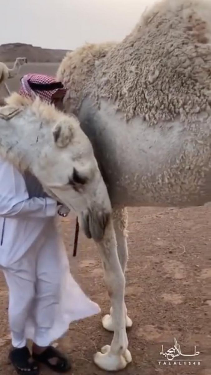 camelo scaled - Após morte do filho, seu camelo o confortou com um grande abraço.