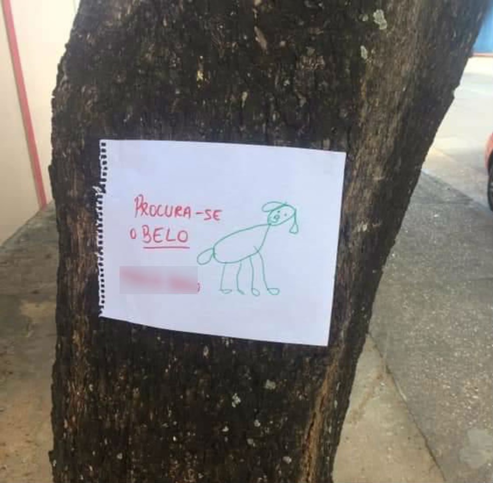 cartaz - Para achar seu cão perdido, criança faz cartazes desenhado à mão e dá certo!
