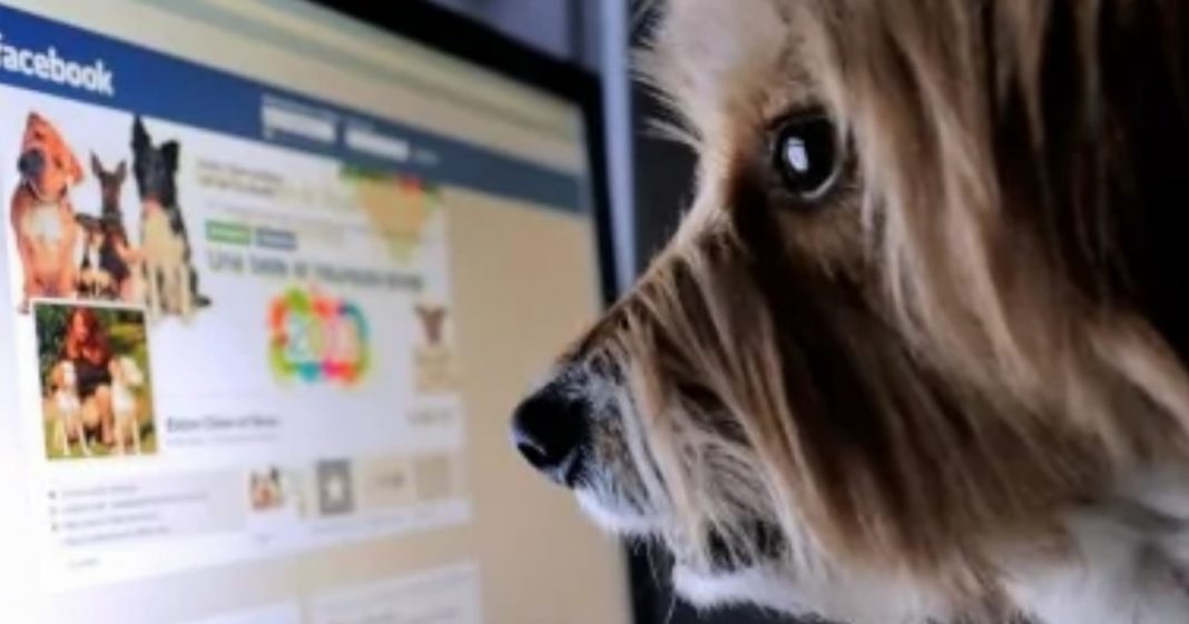 Facebook Proíbe Venda De Animais Na Rede Social