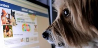 Facebook Proíbe Venda De Animais Na Rede Social