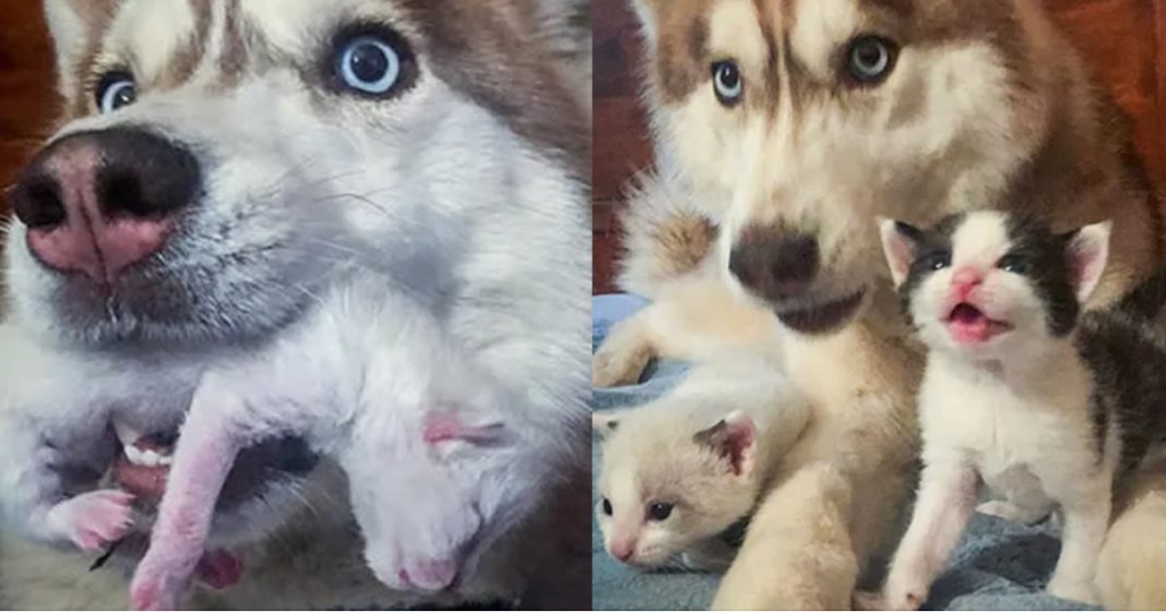 Husky encontra caixa cheia de gatinhos na floresta e os adota