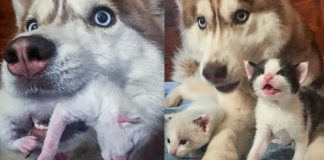 Husky encontra caixa cheia de gatinhos na floresta e os adota