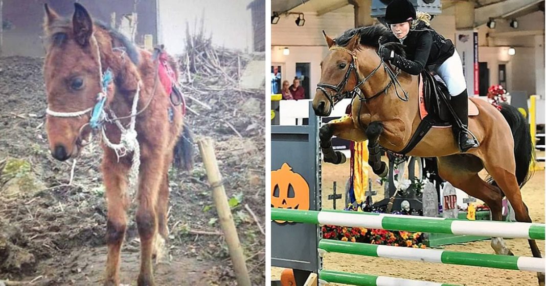 Cavalo que sofreu maus tratos se tornou uma estrela dos saltos na Inglaterra.