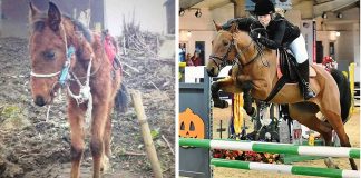 Cavalo que sofreu maus tratos se tornou uma estrela dos saltos na Inglaterra.