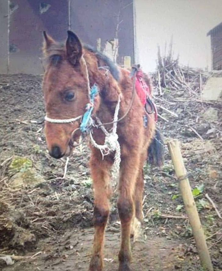 homemnapratica.com - Cavalo que sofreu maus tratos se tornou uma estrela dos saltos na Inglaterra.