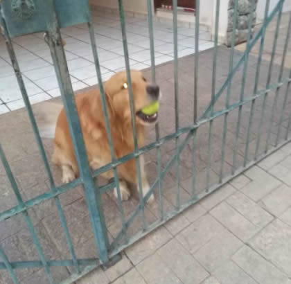 cao e sua bola - Tutor coloca recado fofo no portão para que as pessoas devolvam a bolinha do seu cão