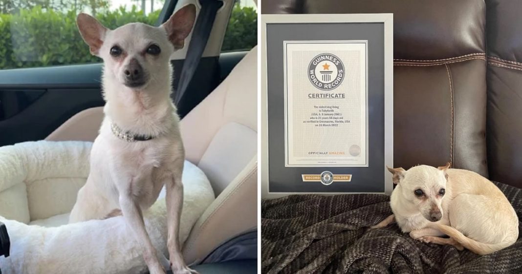 Chihuahua de 21 anos se tornou o “cão mais velho do mundo”. Mantém a forma com legumes.