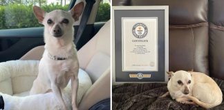 Chihuahua de 21 anos se tornou o “cão mais velho do mundo”. Mantém a forma com legumes.