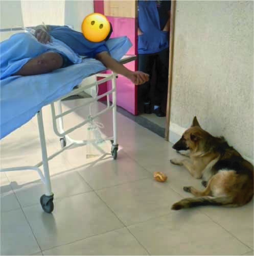 homemnapratica.com - Cão segue durante 8 km ambulância que levou seu dono e comove a web