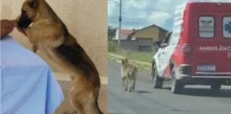 Cão segue durante 8 km ambulância que levou seu dono e comove a web
