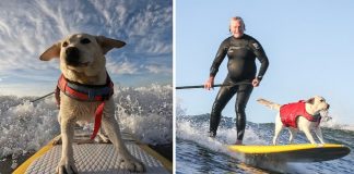 Cão surfista conquista moradores com a sua habilidade de pegar ondas.