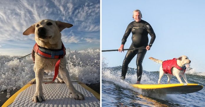 Cão surfista conquista moradores com a sua habilidade de pegar ondas.