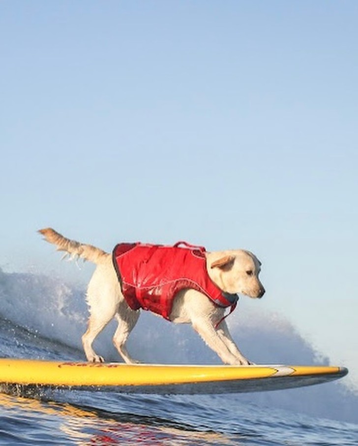 homemnapratica.com - Cão surfista conquista moradores com a sua habilidade de pegar ondas.