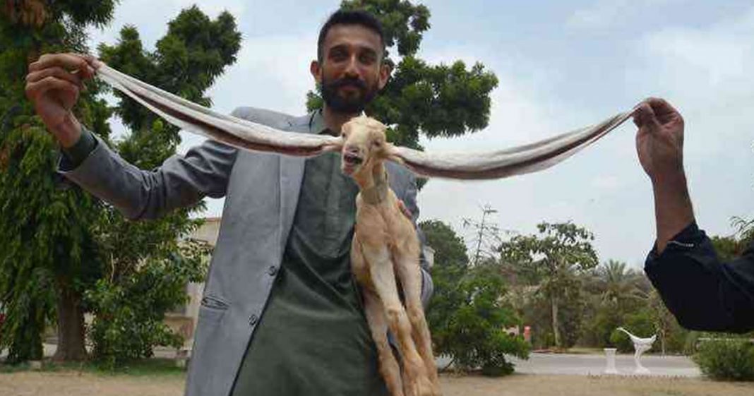 Cabrito tem as orelhas mais longas do mundo com 48 cm é o mais novo Dumbo!