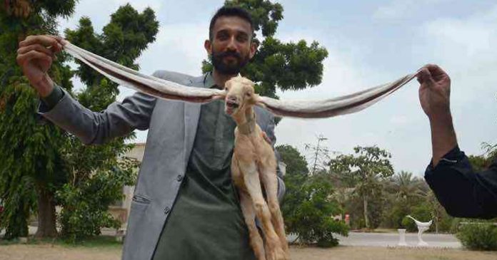Cabrito tem as orelhas mais longas do mundo com 48 cm é o mais novo Dumbo!