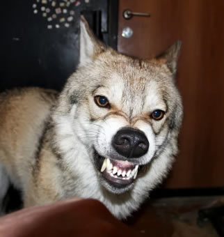 homemnapratica.com - Família cria lobo como pet desde pequeno e diz "Ele é bem comportado".