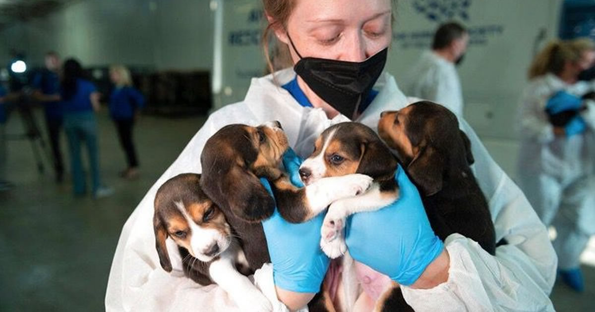 homemnapratica.com - 4.000 beagles foram resgatados: "Eles seriam usados para experimentos e agora terão um lar amoroso"