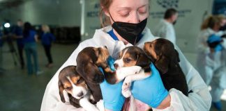 4.000 beagles foram resgatados: “Eles seriam usados para experimentos e agora terão um lar amoroso”