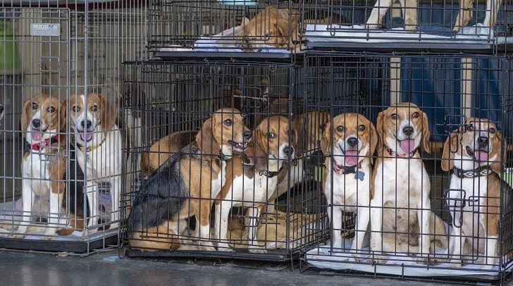 4 000 beagles foram resgatados eles seriam usados para experimentos e agora terao um lar amoroso1 - 4.000 beagles foram resgatados: "Eles seriam usados para experimentos e agora terão um lar amoroso"