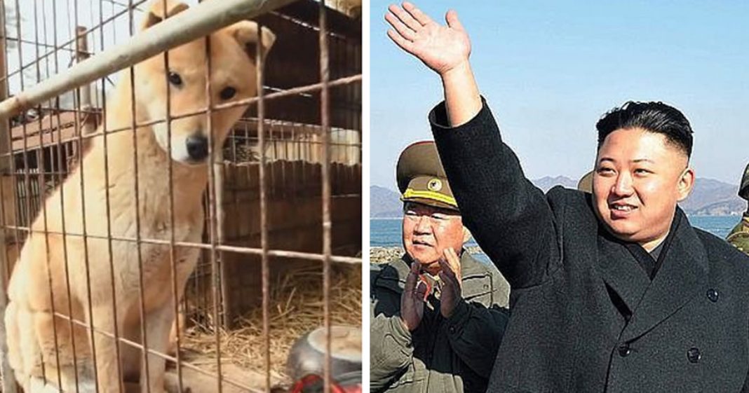 Cachorros de estimação estão proibidos na Coreia do Norte
