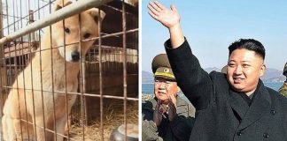 Cachorros de estimação estão proibidos na Coreia do Norte