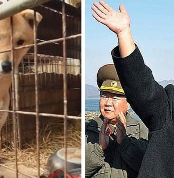 cachorros-de-estimacao-estao-proibidos-na-coreia-do-norte