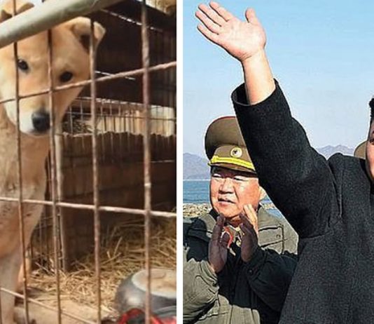 cachorros-de-estimacao-estao-proibidos-na-coreia-do-norte