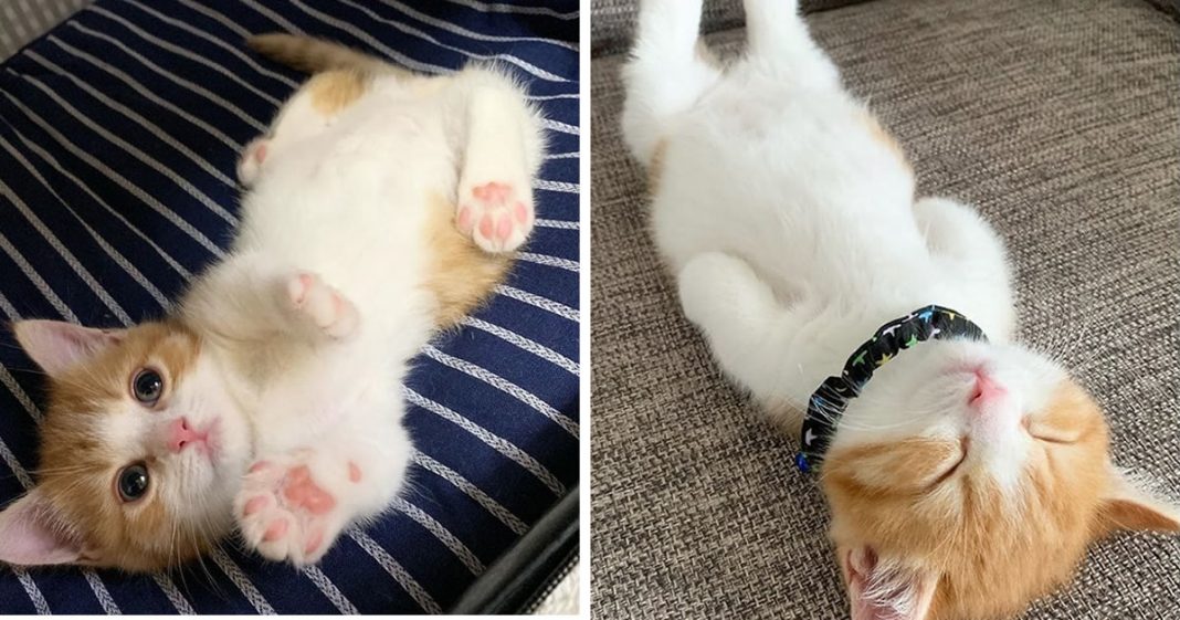 Este gatinho fofo viralizou na Internet por sua adorável maneira de dormir