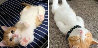 Este gatinho fofo viralizou na Internet por sua adorável maneira de dormir