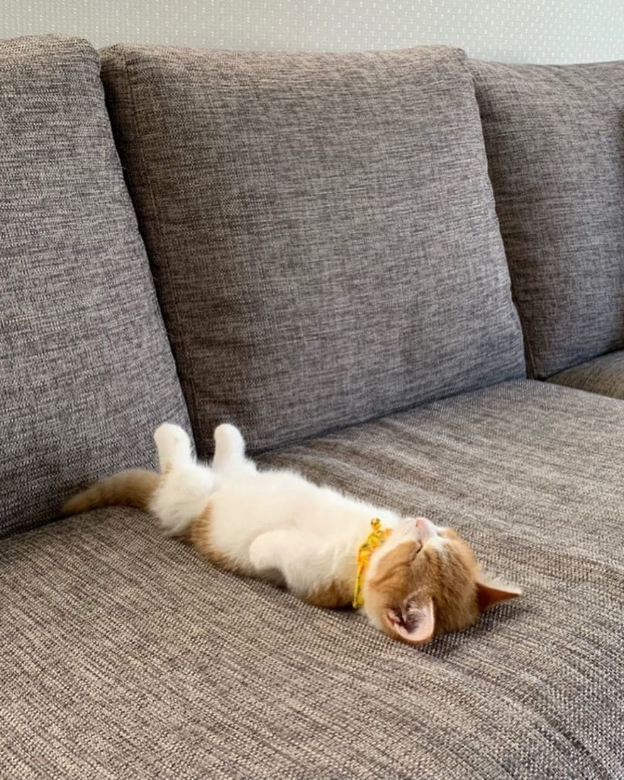 homemnapratica.com - Este gatinho fofo viralizou na Internet por sua adorável maneira de dormir